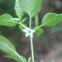 Capsicum